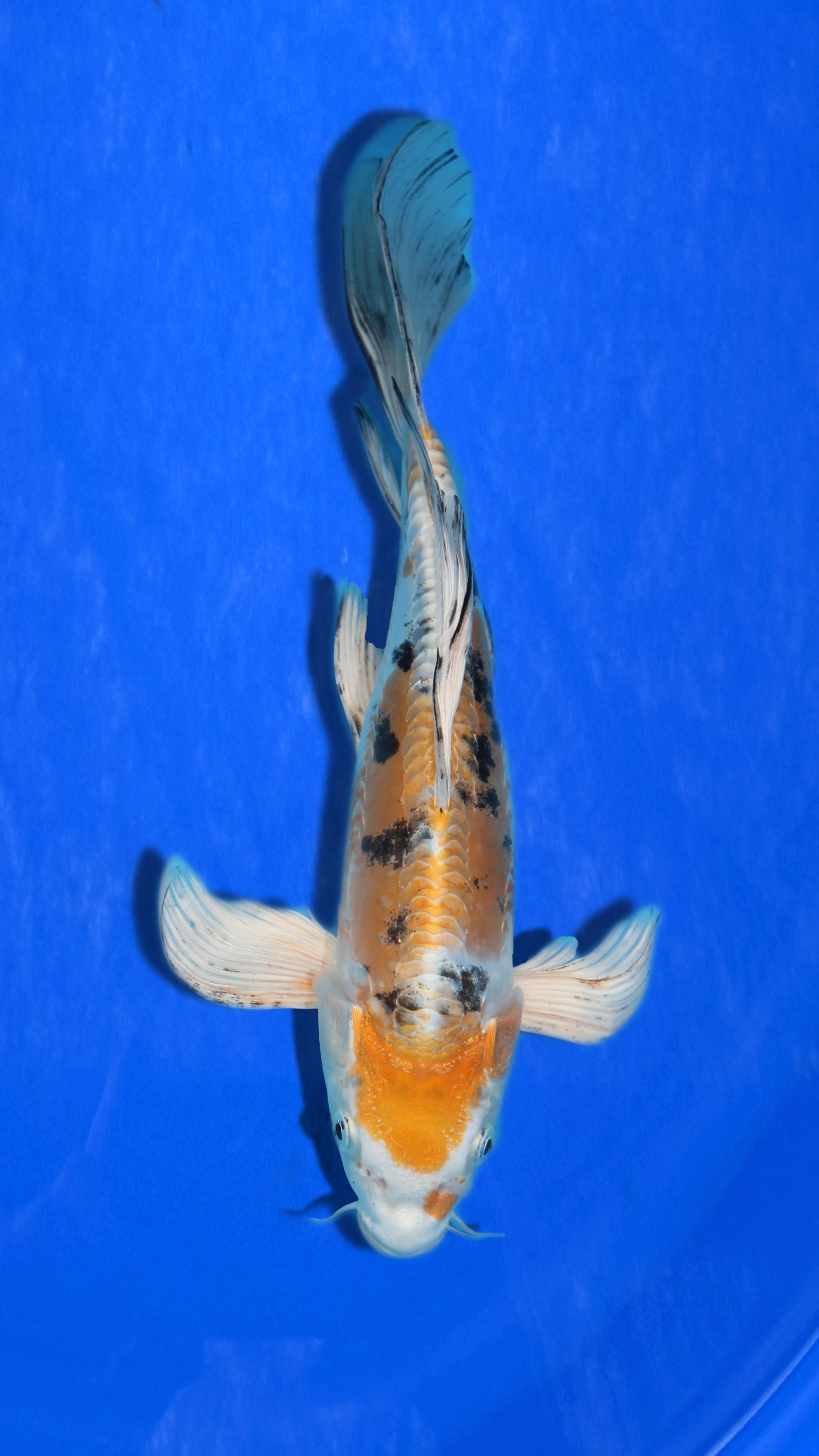 LF D. Yamato Nishiki